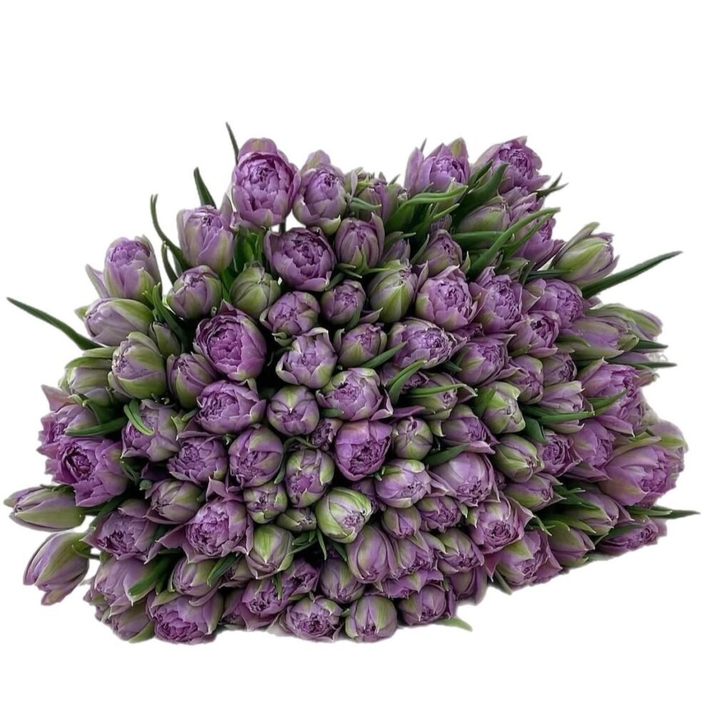 Lilac Bloomstorm