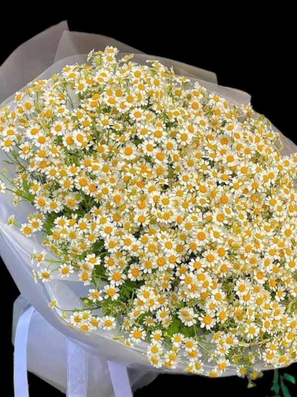 Chamomile Kisses