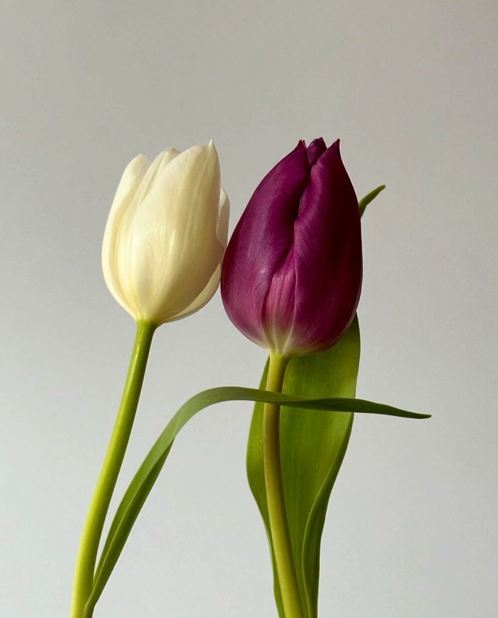 Snowdrops - Image 2