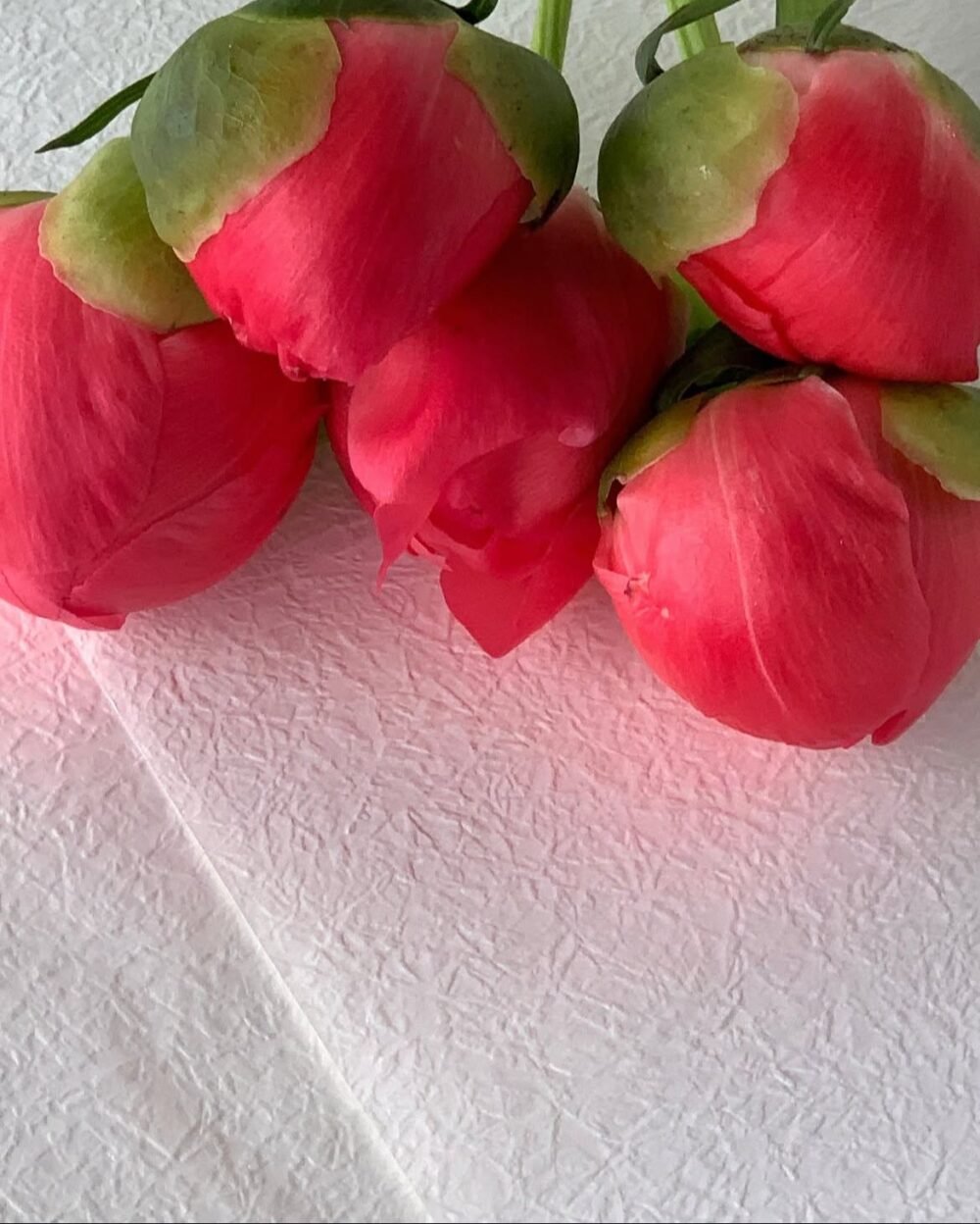 peonies - Image 2